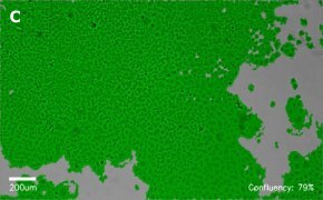 millicell-cell-lines-85020206-c
