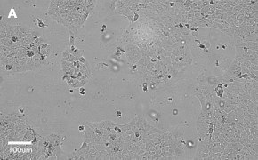 millicell-cell-lines-85090402-a