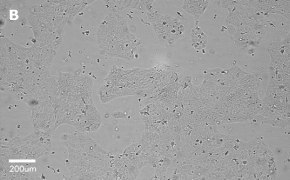 millicell-cell-lines-85090402-b