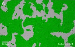millicell-cell-lines-85090402-c