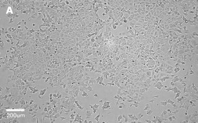 millicell-cell-lines-86012803-a