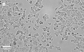 millicell-cell-lines-86012803-b