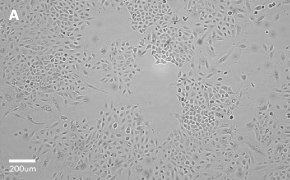 millicell-cell-lines-86012804-a