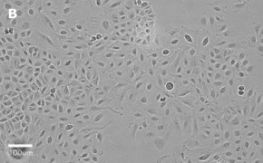 millicell-cell-lines-86012804-b