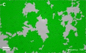 millicell-cell-lines-86012804-c