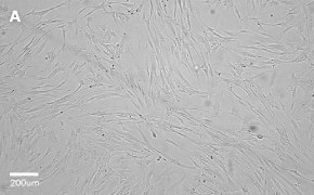 millicell-cell-lines-90020107-a
