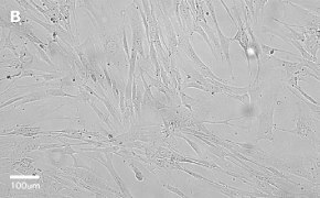millicell-cell-lines-90020107-b