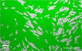millicell-cell-lines-90020107-c