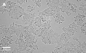 millicell-cell-lines-91091005-a