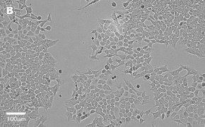 millicell-cell-lines-91091005-b