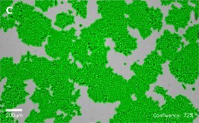 millicell-cell-lines-91091005-c