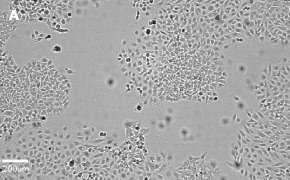millicell-cell-lines-93021013-a