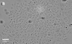 millicell-cell-lines-93021013-b