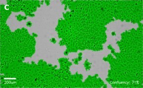 millicell-cell-lines-93021013-c