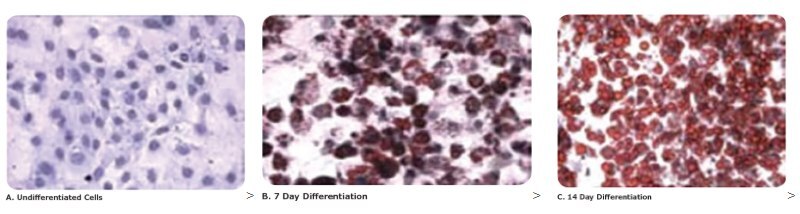 Rapid Analysis of Human Adipose-Derived Stem Cells and 3T3-L1 Differentiation Towards Adipocytes Using the Scepter™ 2.0 Cell Counter Oil Red O staining was used to measure the lipid content of adipocytes obtained from differentiated 3T3-L1 cells. 3T3-L1 cells and differentiated samples taken from the same critical time points (7 and 14 days) were stained with Oil Red O. Again, a gradual increase in lipid content between days 7 and 14 during adipogenesis correlated with the cell size measurements determined by the Scepter™ cell counter.