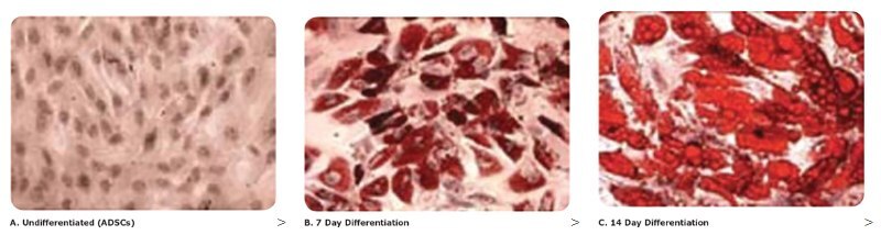 Rapid Analysis of Human Adipose-Derived Stem Cells and 3T3-L1 Differentiation Towards Adipocytes Using the Scepter™ 2.0 Cell Counter Oil Red O staining was used to measure the increased lipid content of adipocytes compared to undifferentiated cells