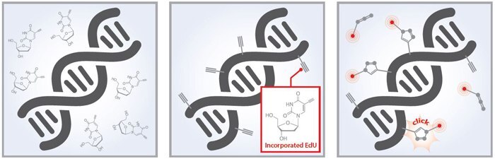 Baseclick 3-Step Assay Workflow Baseclick 3-Step Assay Workflow