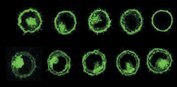 PKH67 in L929 Cells PKH67 in L929 Cells