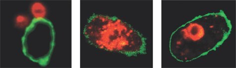 Confocal Assay for Phagocytosis Confocal Assay for Phagocytosis