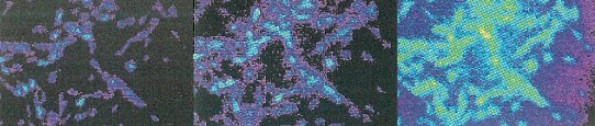 Fluorescence response of cultured, DAF-2 DA loaded smooth aortic rat muscle cells. Fluorescence response of cultured, DAF-2 DA loaded smooth aortic rat muscle cells