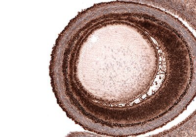 ihc-mouse-em-1 IHC Mouse Embryo
