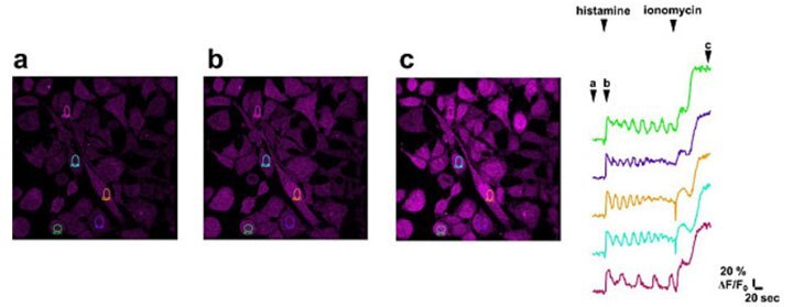 Imaging of calcium flux in cancer cells. BioTracker 609 Red Ca<sup>2+</sup> AM Dye (SCT021) loaded HeLa cells <b>(A)</b> were stimulated with 1 μM of histamine <b>(B)</b> to induce calcium oscillation. 3 minutes later, the cells were also stimulated with 5 μM of ionomycin <b>(C)</b> to induce calcium influx to the cytoplasm. Imaging of calcium flux in cancer cells