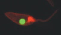 Leishmania donovani Labeled with PKH26 Leishmania donovani