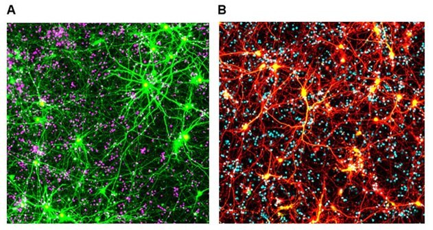 Live cell fluorescent imaging of neurons in BrightCell™ media (NEUMO/SOS)