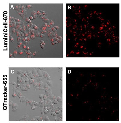 LuminiCell Trackers™ are non-toxic to cells and produce brighter fluorescence signals compared to traditional Quantum Dot based technologies. HeLa cells were plated at 500K cells per well of a 6-well plate overnight. On the next day, 4 nM LuminiCell Tracker™ 670 or Qtracker<sup>®</sup> 655 were added and incubated for 4 hours and then imaged at Day 1. Live Cell imaging with LuminiCell Tracker™ nanoparticles