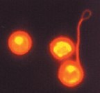 Mouse Hematopoietic Stem Cells Stained with PKH26 Mouse Hematopoietic Stem Cells