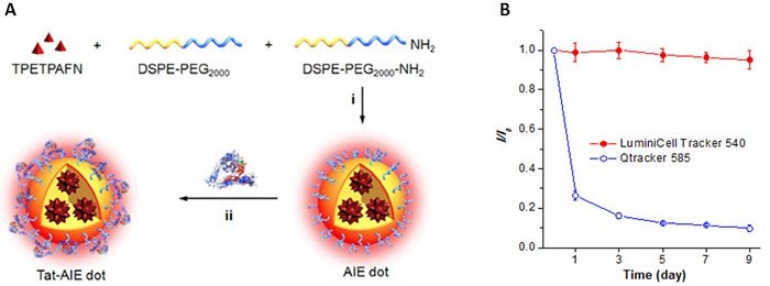 A) Fabrication of LuminiCell Tracker™ nanoparticles includes encapsulation of the fluorescent TPETPAFN AIE molecules within a DSPE-PEG200 outer shell with attached cell permeable TAT sequences; i) self-assembly and ii) bioconjugation. B) Physical stability comparison between LuminiCell Trackers™ and commercial Qtracker<sup>®</sup> when both were incubated in 1X PBS at 37 °C for 0 to 9 days. Physical characteristics of LuminiCell Tracker fluorescent nanoparticles