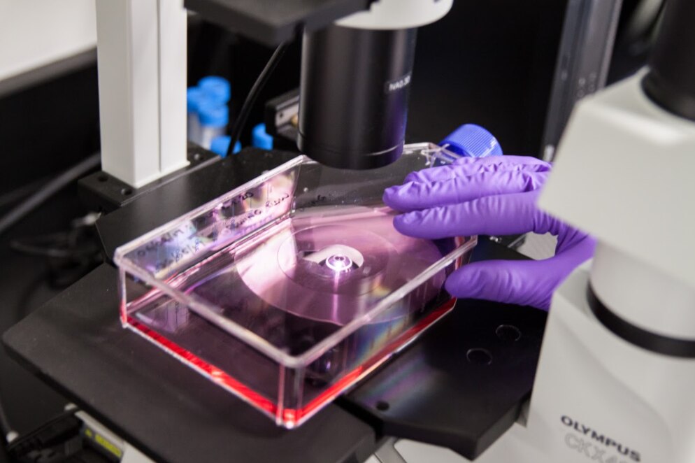 Monitoring cell health and adhesion in culture. Environmental stresses that can prevent successful attachment of adherent cell phenotypes include