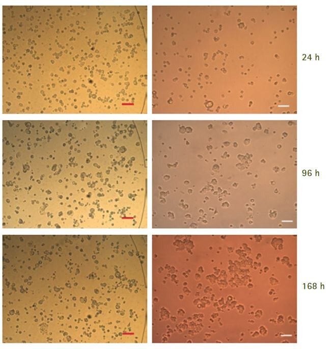 Demonstration of long-term culture and in-plate staining protocols using the CellASIC® ONIX Microfluidic platform Long-term cell culture of MCF7 cells in the CellASIC® ONIX Microfluidic Platform