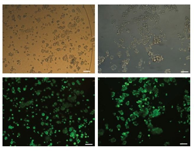 Demonstration of long-term culture and in-plate staining protocols using the CellASIC® ONIX Microfluidic platform Live/dead staining of long-term cultures of MCF7 cells