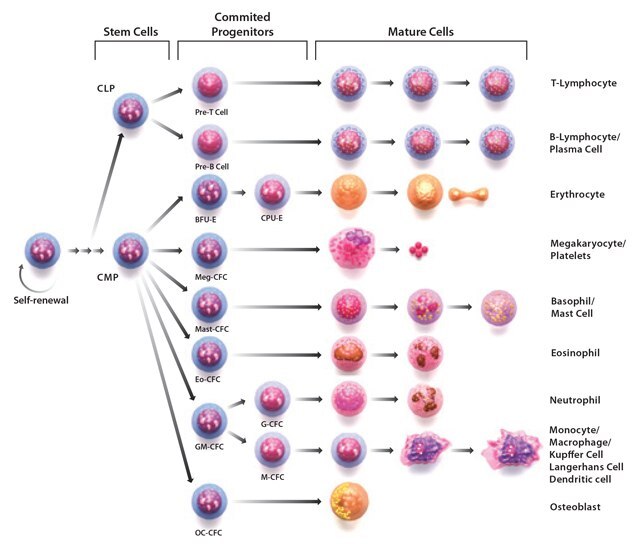 Through the process of hematopoiesis, all cellular blood components are derived from hematopoietic stem cells. Stages of hematopoiesis