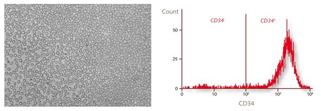 Morphology and characterization of human CD34+ hematopoietic progenitor cells by flow cytometry. Morphology and characterization of human CD34+ hematopoietic progenitor cells by flow cytometry.