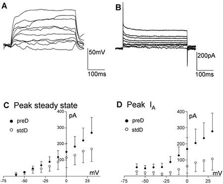 Electrophysiological properties of ReNcell VM