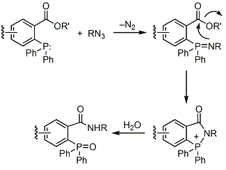 covalent-amide-bond covalent amide bond