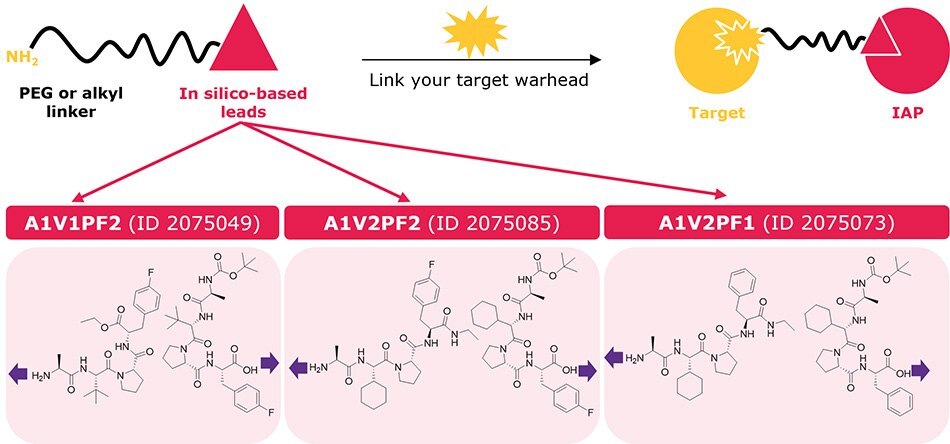 Ligand-linker conjugates Ligand–linker conjugates containing the top three in silico-derived IAP leads (2075049, 2075085, 2075073) for synthesis of bifunctional degraders.