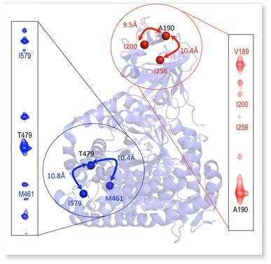 Detection of long-range nOes between methyl probes distant