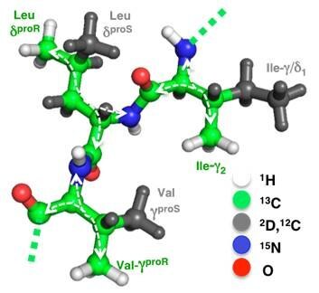 Optimized labeling of Ile, Leu, and Val for assignment