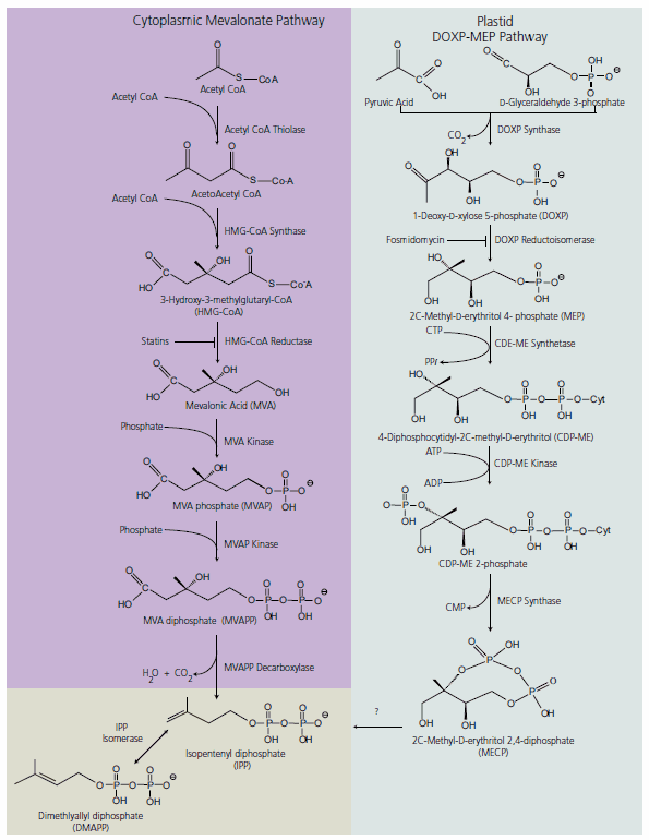 cytoplasmic mevalonic acid pathway