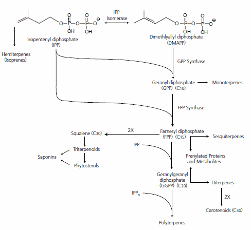 Synthesis of the various terpene classes