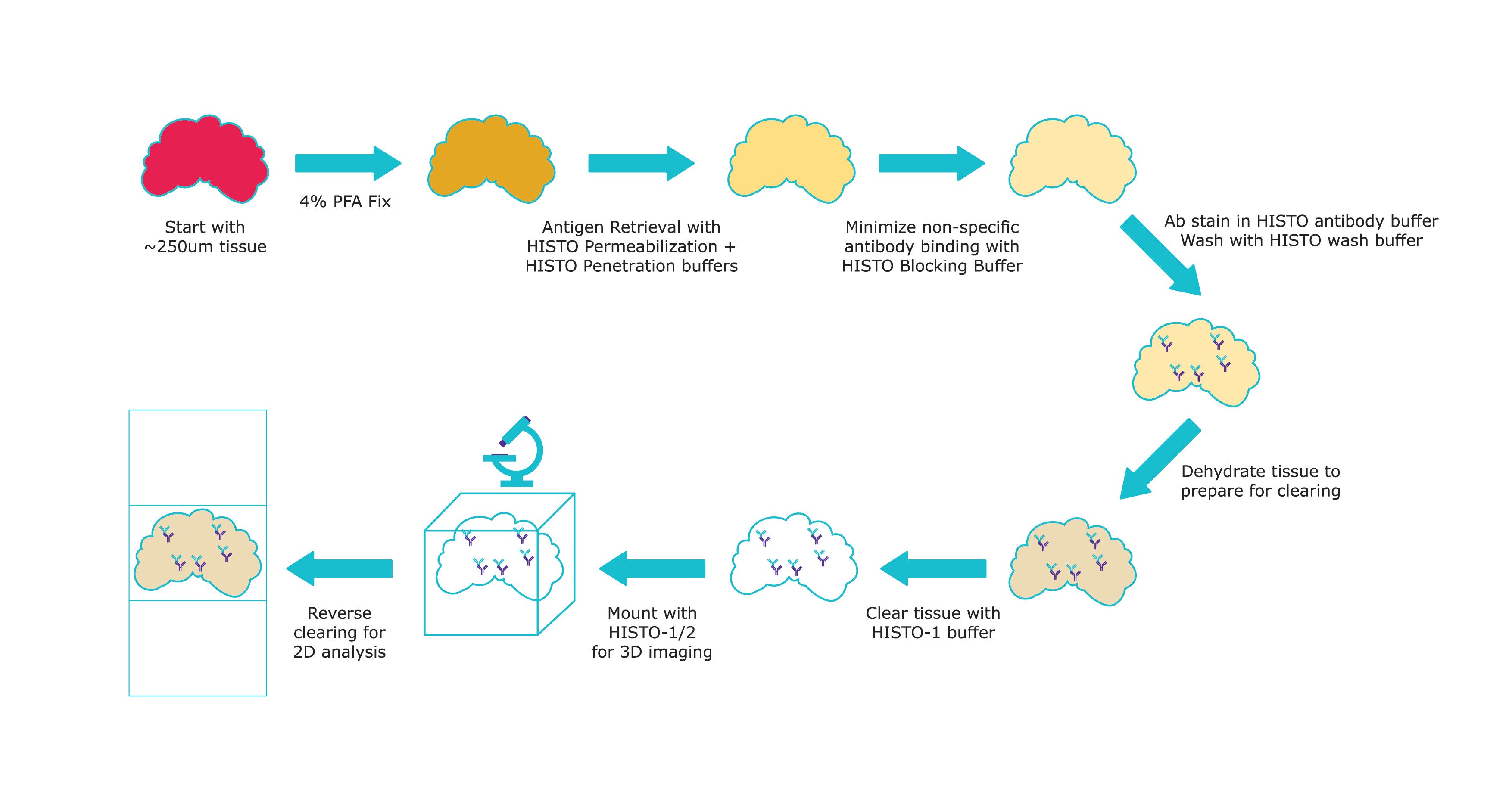Visikol® Histo™ reagent tissue clearing