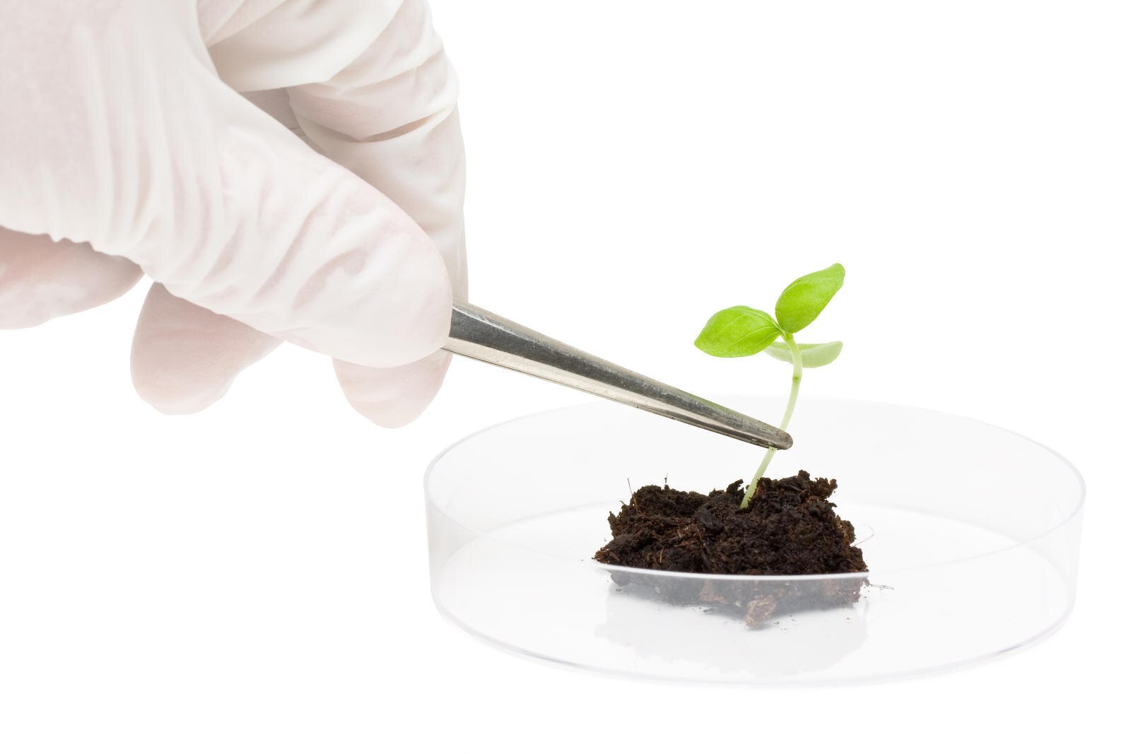 A plant in a Petri dish A small green sprout with soil on its roots in a Petri dish held by forceps in a gloved hand with more sprouts in jars in the background