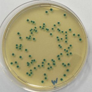 Cronobacter sakazakii WDCM 00124 on ChromoCult® CCI agar acc. Cronobacter sakazakii WDCM 00124 on ChromoCult® CCI agar acc.