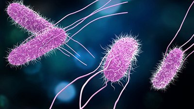 874165142 Salmonella bacteria