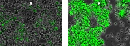 Suspension HEK293T cells were transduced with MISSION<sup>®</sup> TurboGFP™ control lentiviral particles (Product No. <a href="/product/SUPELCO/SHC003V">SHC003V</a>). Cells were transduced with a MOI of 1 and incubated for 49 hours. <b>A)</b> Traditional transduction with Polybrene. <b>B)</b> Cells transduced using ExpressMag<sup>®</sup> system. Suspension HEK293T cells were transduced with MISSION® TurboGFP™ control lentiviral particles