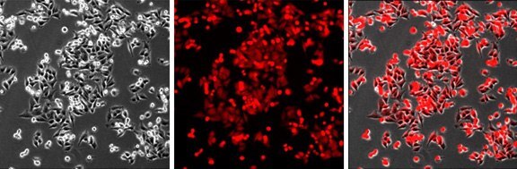 A375 10X Imaging of A375 cells landing pad cell line. Left, image demonstrates the homogenous expression of mKATE2 in the cell line. Middle, a brightfield image of the same culture showing 90% confluent A375 culture. Right, merged image showing all the cells in the culture are stably expressing mKATE2. Imaging of A375 cells landing pad cell line