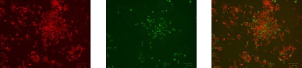 HCT-116 cells 72 h post nucleofection with GFP control exchange plasmid and cre mRNA. The Left image demonstrates the mKate2 expression of the non-exchanged cells. The middle image shows the cells in which GFP cDNA has been exchanged into the AAVS1 landing pad locus. The image on the right shows the overlay of the GFP with the mKATE showing that the cells have switched and can be isolated using FACS sorting or by other single cell cloning methodologies. HCT-116 cells 72 h post nucleofection with GFP control exchange plasmid and cre mRNA